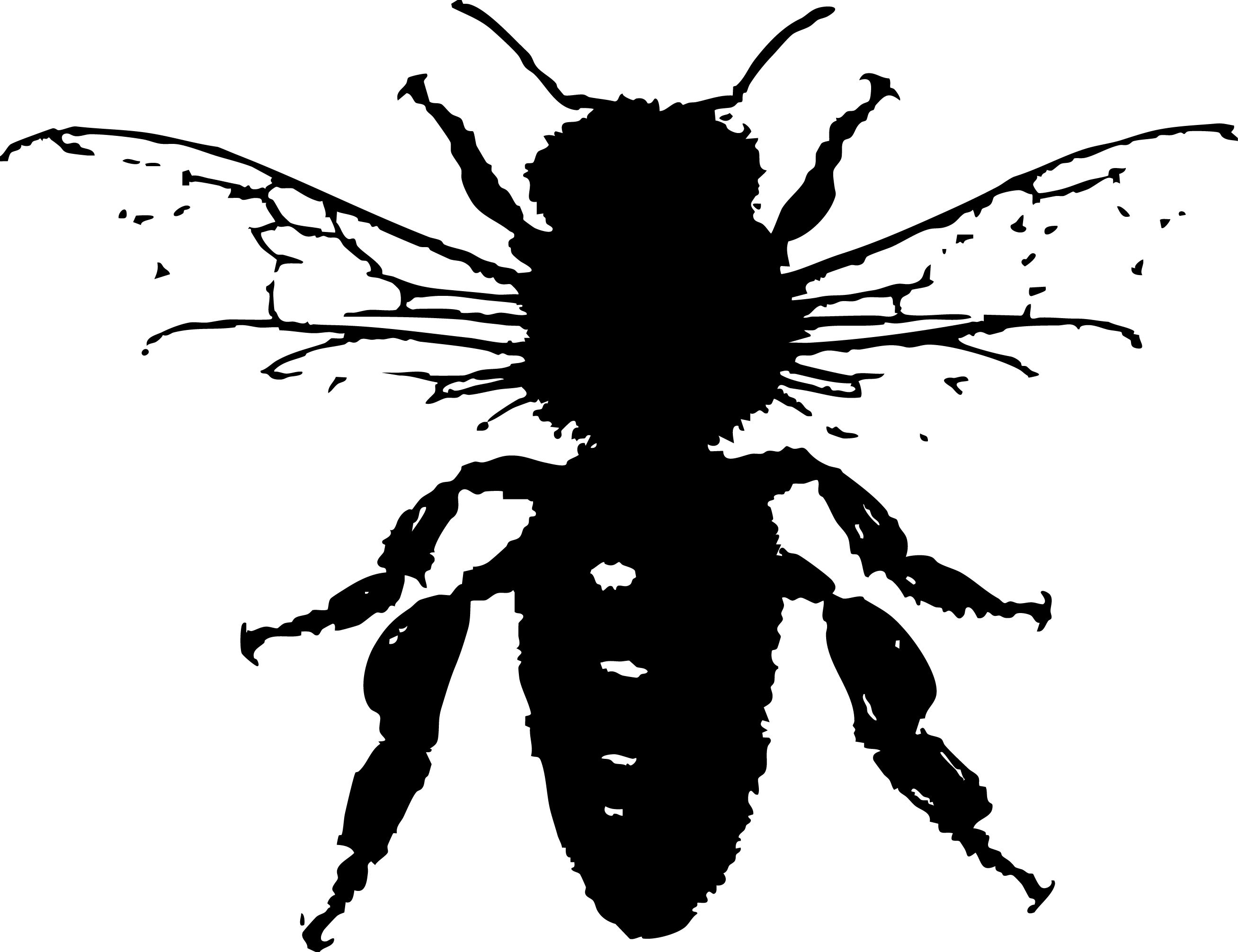 Bee illustration